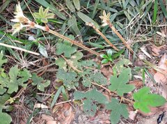 Rubus reflexus