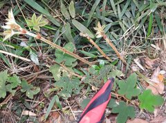 Rubus reflexus
