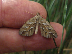 Chalastra aristarcha