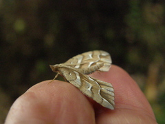 Chalastra aristarcha