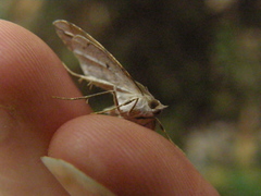 Chalastra aristarcha