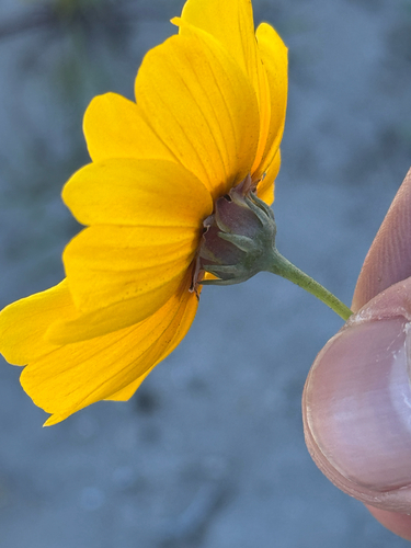 Plains Greenthread (Thelesperma nuecense)