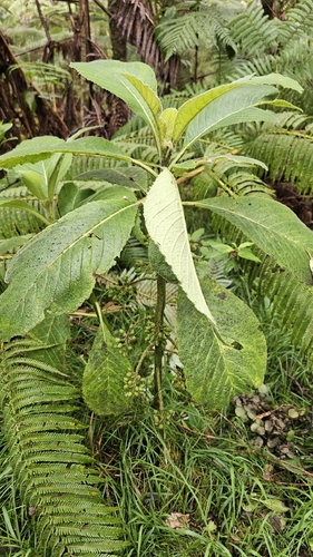 Cyanea pilosa observed 2026-03-22