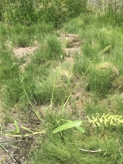 Echinochloa esculenta