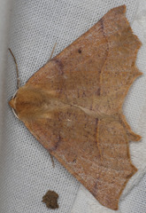 Prochoerodes truxaliata