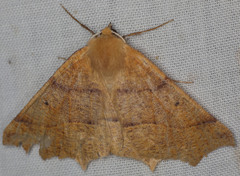 Prochoerodes truxaliata