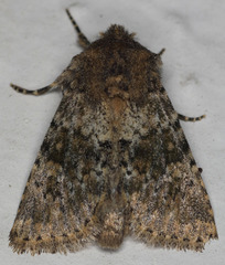 Pseudobryomima fallax