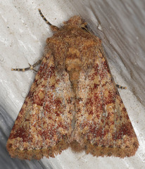 Pseudobryomima fallax