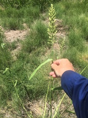 Echinochloa esculenta