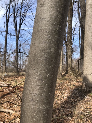 Bee-Bee Tree (Tetradium daniellii)