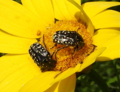 Oxythyrea noemi