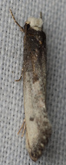 Tinea occidentella