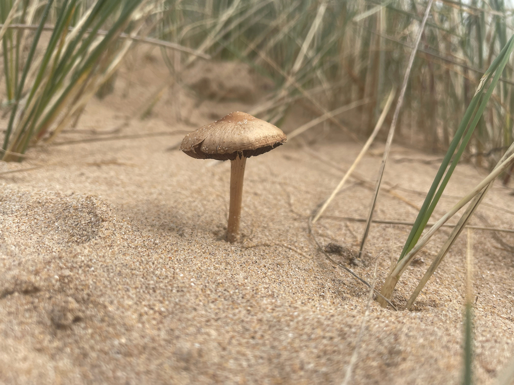 Psathyrella ammophila · March 2026 · photo: © fernium (iNaturalist, cc-by)