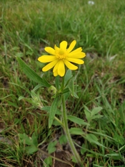 Ranunculus macranthus