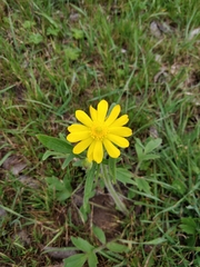 Ranunculus macranthus