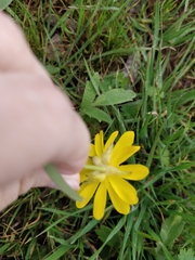 Ranunculus macranthus