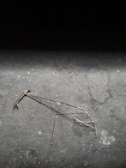 Tipuloidea