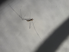 Tipuloidea