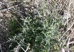 Lyrocarpa coulteri