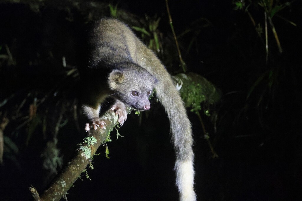 Olinguito