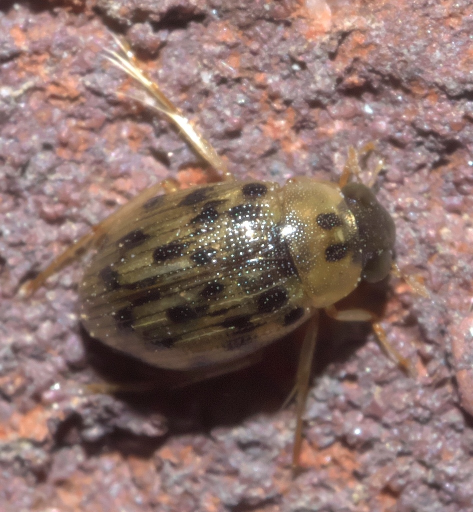 Berosus pantherinus