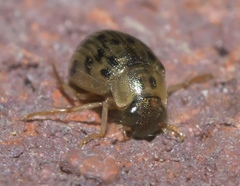 Berosus pantherinus
