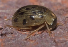 Berosus pantherinus