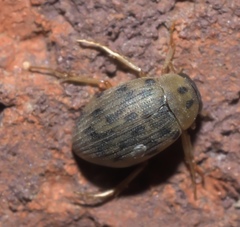 Berosus pantherinus