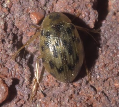 Berosus pantherinus