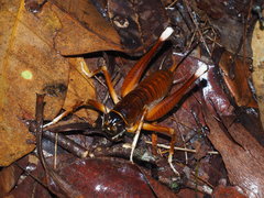 Penalva flavocalceata