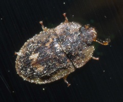 Lobiopa undulata