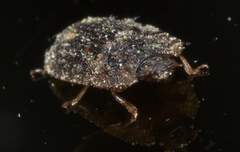 Lobiopa undulata