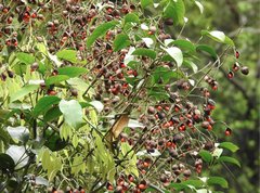 Ormosia semicastrata