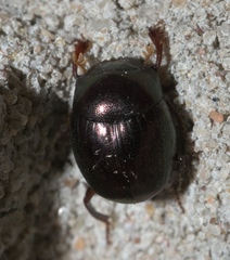 Pseudocanthon perplexus