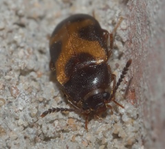 Mycetophagus punctatus