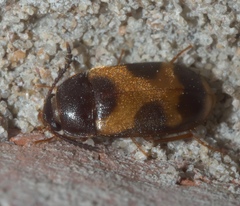 Mycetophagus punctatus