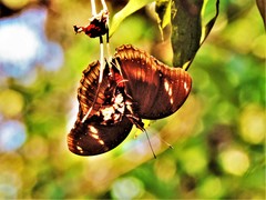 Hypolimnas bolina