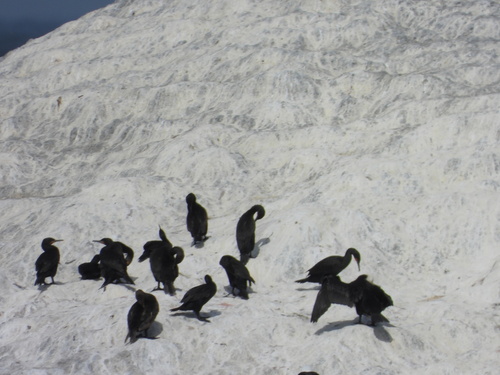 iNaturalist: (c) Joshua Almansa, some rights reserved (CC BY-NC), uploaded by Joshua Almansa iNaturalist image