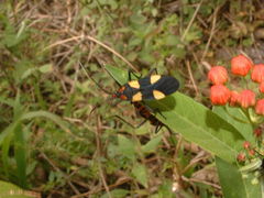 Oncopeltus varicolor varicolor