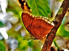 Hypolimnas bolina