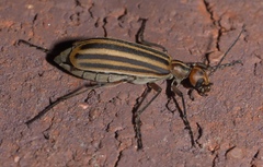 Epicauta occidentalis