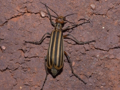 Epicauta occidentalis