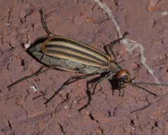 Epicauta occidentalis