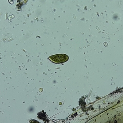 Paramecium bursaria