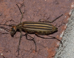 Epicauta occidentalis