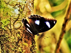 Hypolimnas bolina