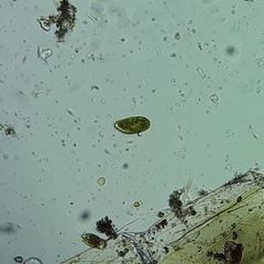 Paramecium bursaria