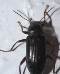 Strongylium terminatum