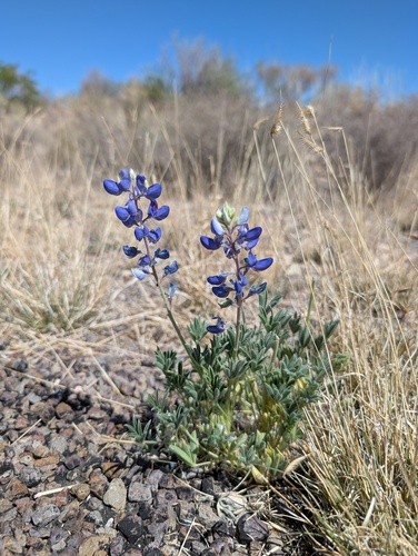 Big Bend Bluebonnet (Lupinus havardii)