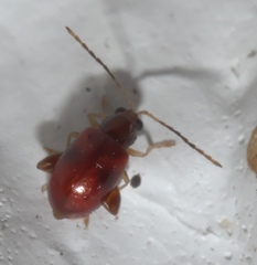 Longitarsus varicornis